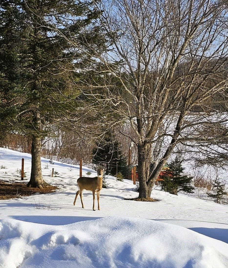 Deer visiting the backyard of Chalet Nantel in winter